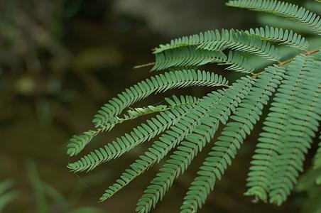 合欢属