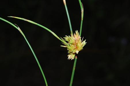 帚灯草科