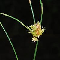 帚灯草科