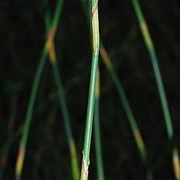 帚灯草科