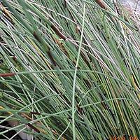 帚灯草科