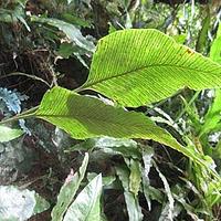 薄唇蕨属