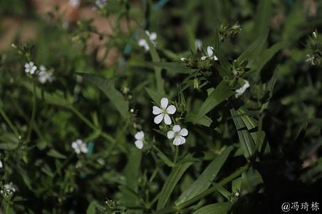 薄蒴草