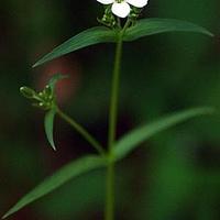 薄蒴草