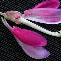 大叶胡枝子