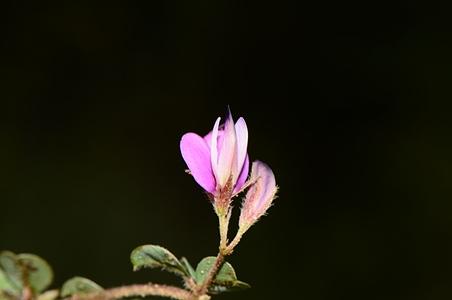 束花铁马鞭