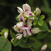 阴山胡枝子