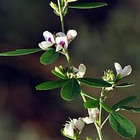 阴山胡枝子