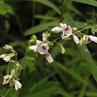 阴山胡枝子