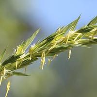 赖草
