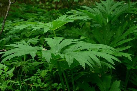 大头橐吾 - 图片/介绍/花期/花语/知识 - 千草植物