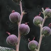 山麻秆 - 图片/介绍/花期/花语/知识 - 千草植物