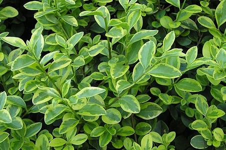 卵叶女贞 - 图片/介绍/花期/花语/知识 - 千草植物