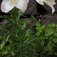 野百合