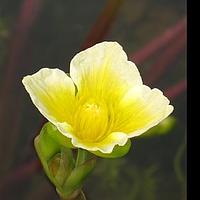 黄花蔺属