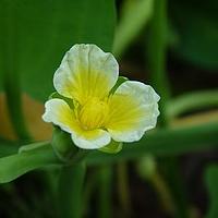 黄花蔺属