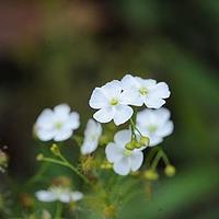 茅膏菜科
