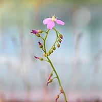 茅膏菜科