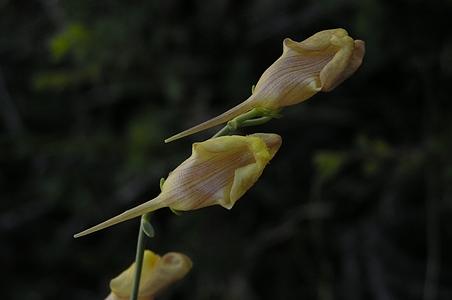 紫花柳穿鱼