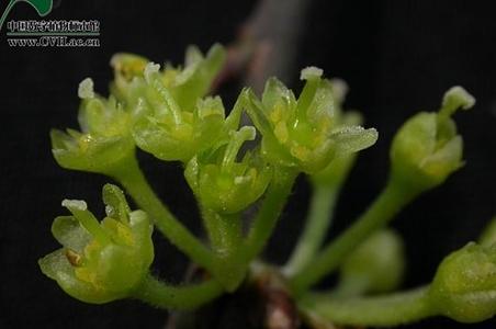 狭叶山胡椒