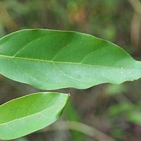 网叶山胡椒