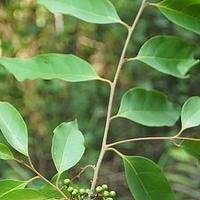 网叶山胡椒