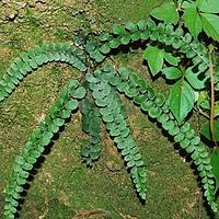 揭秘团叶鳞始蕨的价格波动与市场趋势