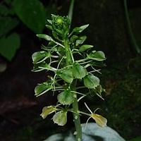 心叶羊耳蒜