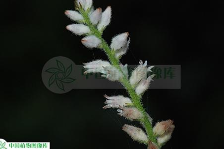 肺筋草