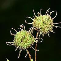 枫香树属