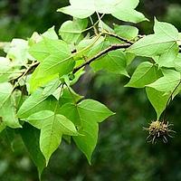 枫香树属