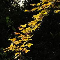 枫香树