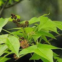 枫香树