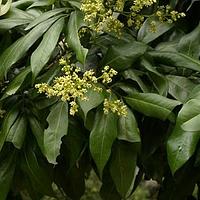 荔枝