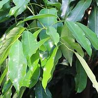 荔枝