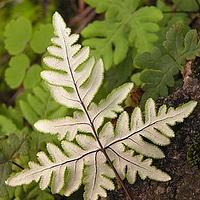 银粉背蕨