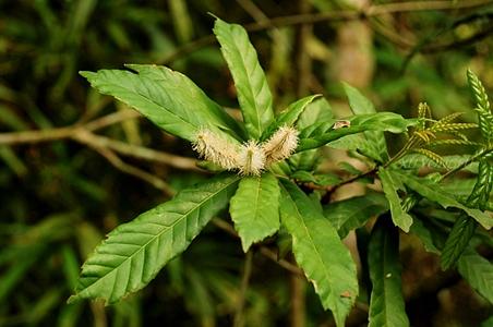 栎叶柯 - 图片/介绍/花期/花语/知识 - 千草植物
