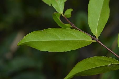程香仔树 - 图片/介绍/花期/花语/知识 - 千草植物