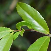 程香仔树 - 图片/介绍/花期/花语/知识 - 千草植物