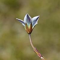 盔形辐花