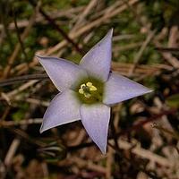 短药肋柱花