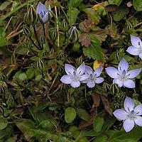 肋柱花