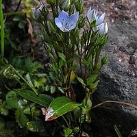 肋柱花