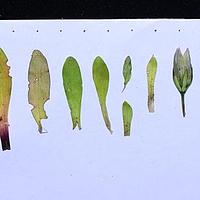 长叶肋柱花