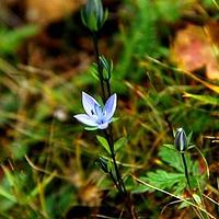 大花肋柱花