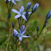大花肋柱花