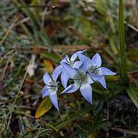 锡金肋柱花