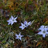锡金肋柱花