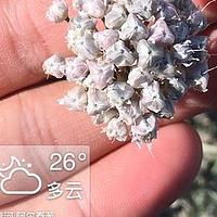 阿尔泰葱