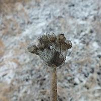 阿尔泰葱